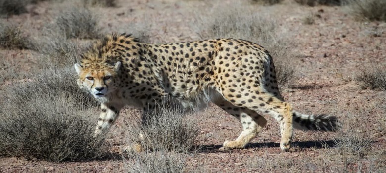 Iranian cheetah tour- Iranian Cheetah